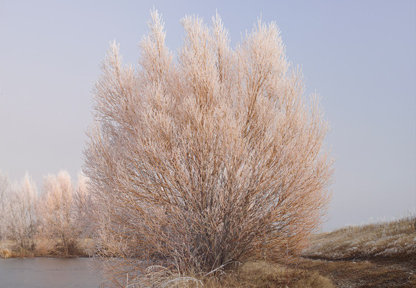 Frozen Trees New Zealand by Peter Clarke Photography Australia #landscape #frozen #trees #new zealand #ice #mist #moody