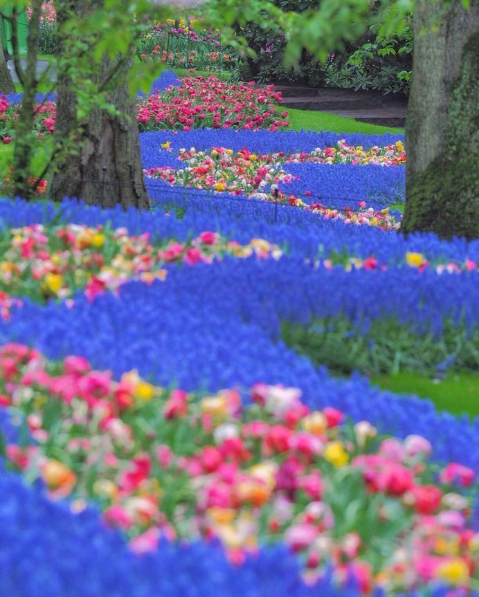 Fabulous and Colorful Flower Photography by Tatsuya Kurisu