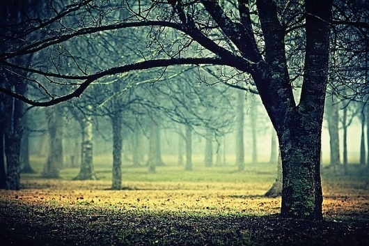 extend | Flickr - Photo Sharing! #fog #landscape #mist #nature #photography #trees