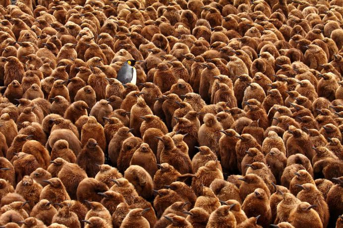 Chris Oosthuizen was the overall competition winner after capturing this image of an adult king penguin surrounded by chicks in a large breeding colony at Marion Island, part of South Africa
