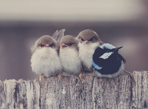 tumblr_ln0t42VxUM1qcrsn7o1_500.jpg (imagen JPEG, 500 × 371 píxeles) #photography