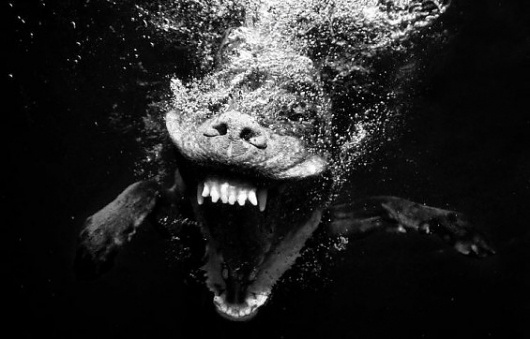Beautiful/Decay Artist & Design #casteel #water #dog #photography #seth