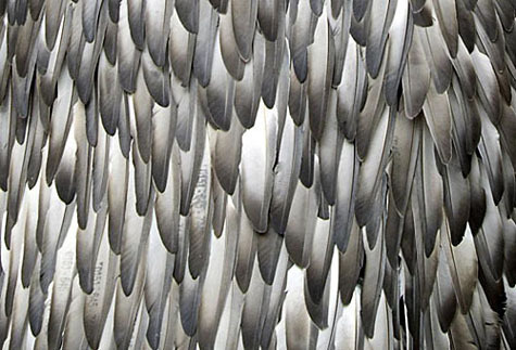 http://www.ashley-spencer.com/ArtIsEverywhere/wp-content/uploads/2010/11/2Again_feather-art.jpg #feather #art