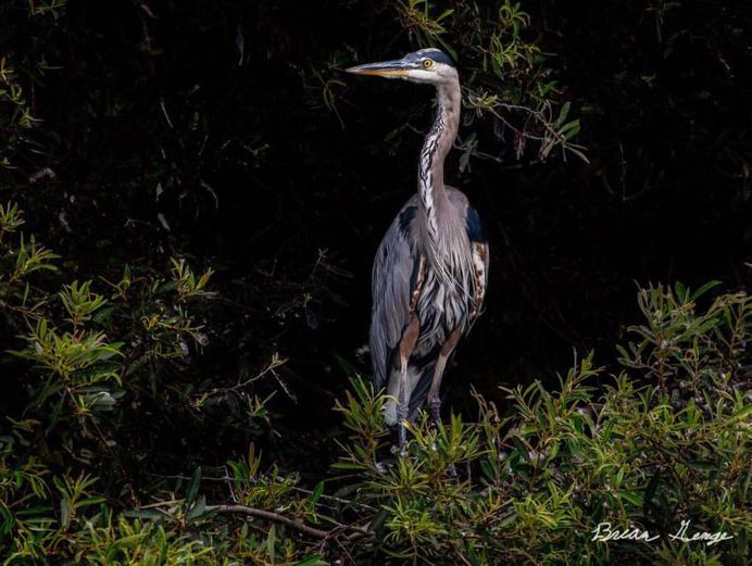 #your_best_birds: Beautiful Birds Photography by Brian Genge