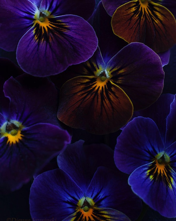 Absolutely Delightful Flowers Photography by Dianna Jazwinski