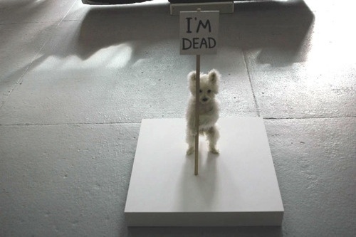 Jonas Eriksson » Every Reason to Panic #taxidermy #maltese #photography #puppy #art #death #dog