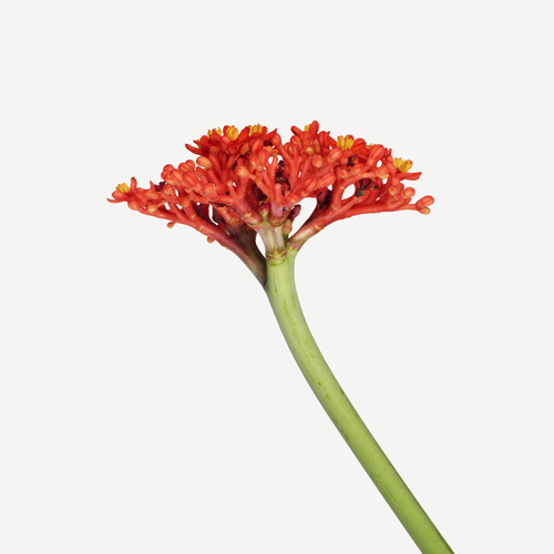 Flowers | The Flower Book #flower