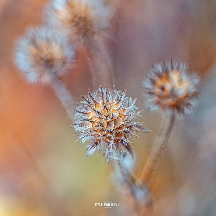 Beautiful Macro Flowers Pictures by Kyle van Bavel