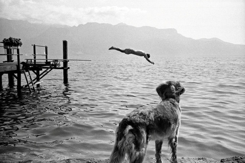 Simon Becker #white #water #watch #pier #dive #black #simon #photography #swim #and #lake #becker #dog