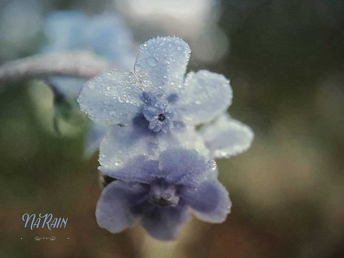 Beautiful Flowers and Plant Photography by Tania Perneel Stunnenberg