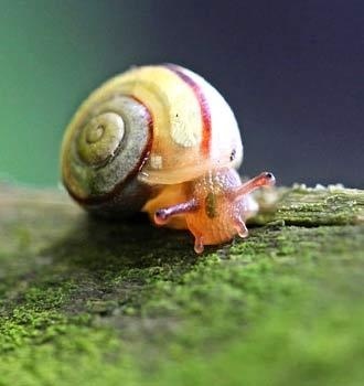 snail macro #photographie #fall #colos #photography #animal #autumn #snail #schnecke #macro