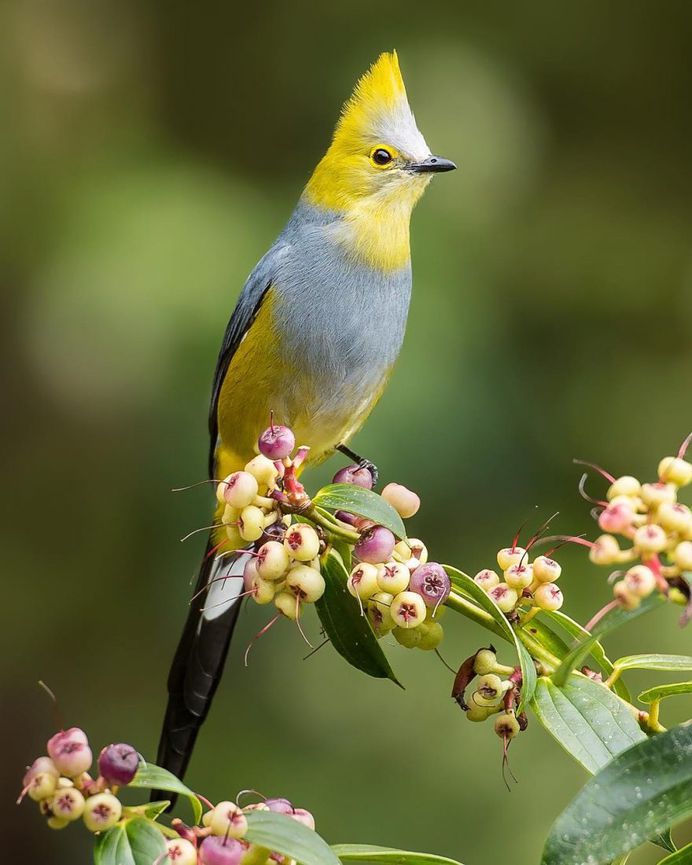 Long-tailed Silky-flycatcher