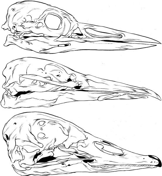 GHOSTCO #bird skull