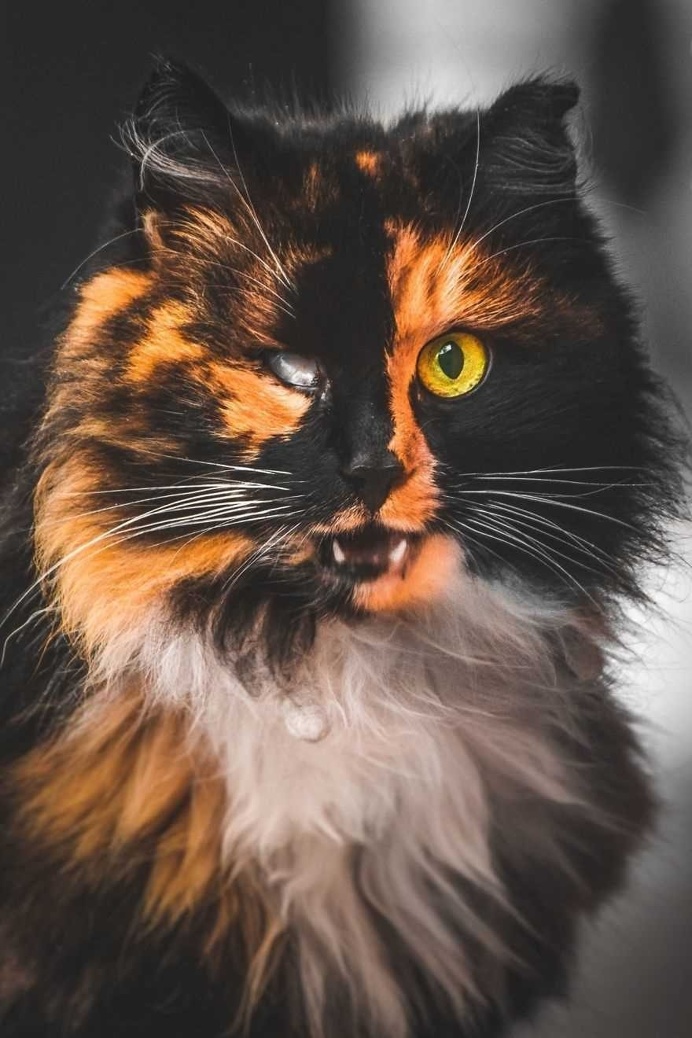 Gabriel Khiterer Captures Majestic Portraits of Stray Cats