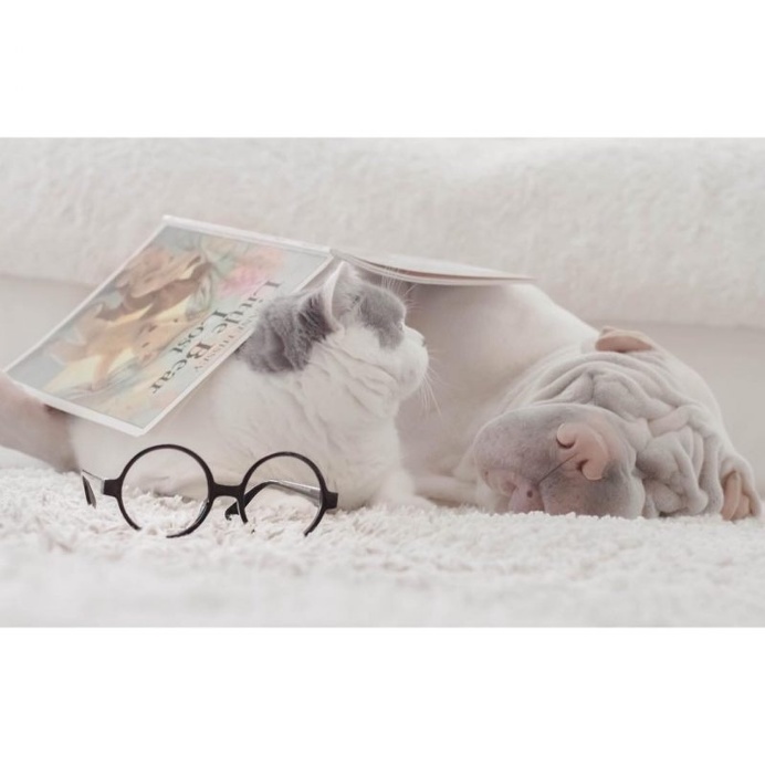 Annie Jacob Captures Unconventional Friendship Between A Shar Pei And His Cat