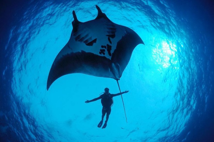 Mind-Blowing Wildlife and Underwater Photography by Thomas Peschak