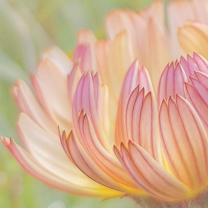 Stunning Macro Flowers Photography by Pia Lee