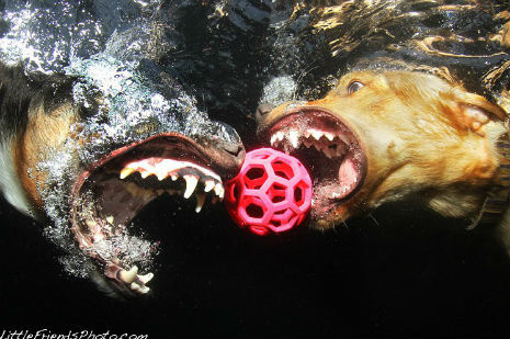 #underwater #dog #photo