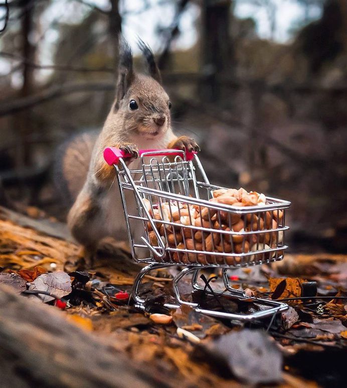 Wildlife Finland: Cute Animal Portraits by Ossi Saarinen