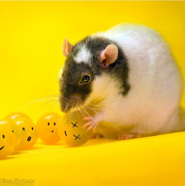 25 Pictures of Cute Animals | Art and Design