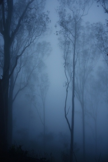 Cargo #fog #forest #photography #trees