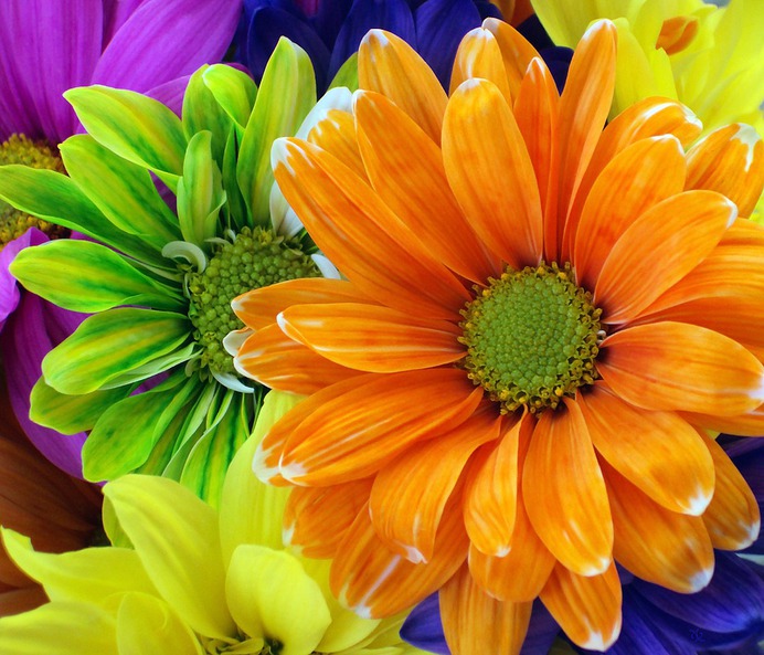 daisy painting & daisy paint by number #painting