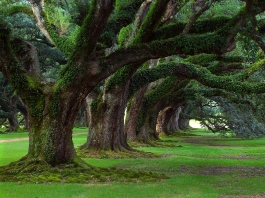 p7z3N.jpg (1600×1200) #trees