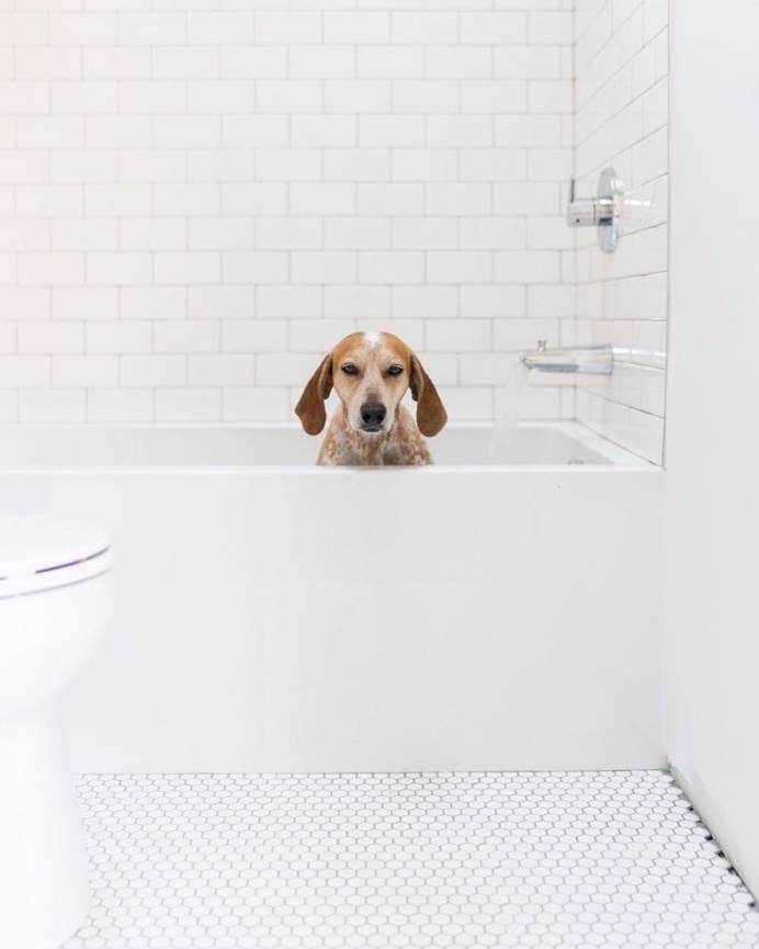 Coonhound in tub. Maddie on Things. © Theron Humphrey. #dog #pet #coonhound