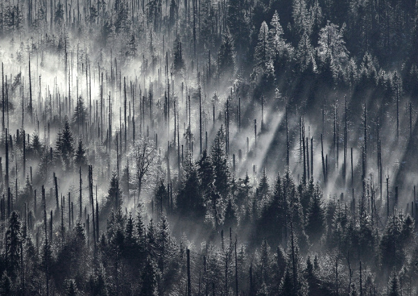 CLOUD FOREST #forest #photography #fog #landscape