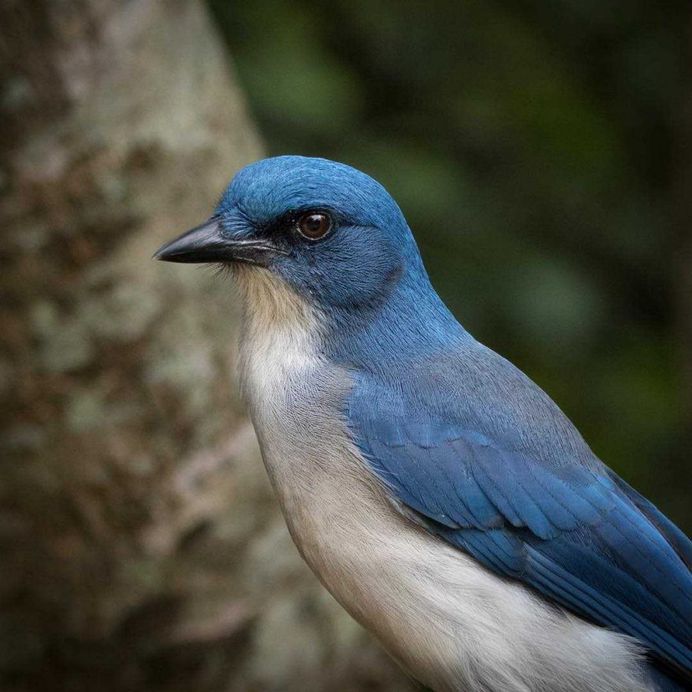 #bestbirds: Beautiful Bird Photography by Alejandra Perez
