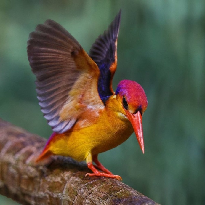 Amazing Bird Photography by Johnson Chua