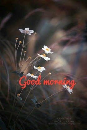476+ Good Morning images, wishes, greetings, poems, gifs & more!