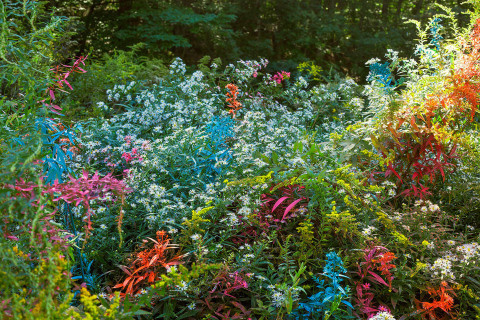 'Exaggerations' by Jackson Hallberg | PICDIT #photo #color #photography #colour #plant