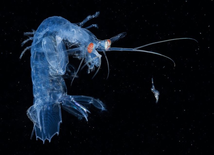 The Stunning Winners Of The 2017 Underwater Photographer Of The Year