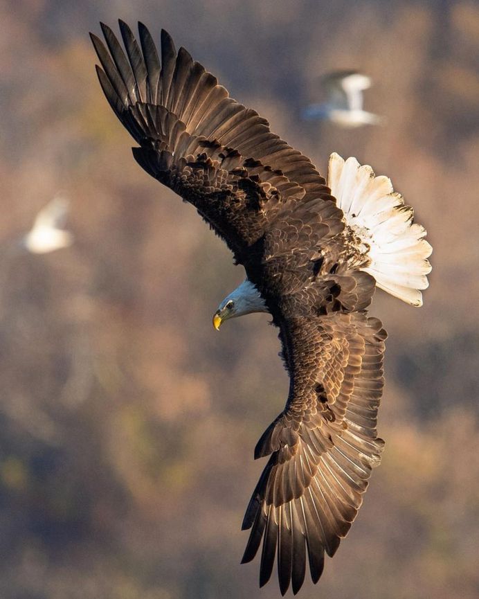#birdfreaks: Striking Bird Photography by Adam Berry