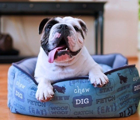 Light Blue Lounge Bed #pillow #dog