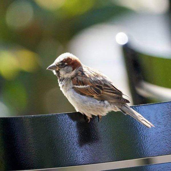 Taking bird photos requires some ingenuity. Birds are fast and high-flying creatures, and getting the perfect shot of them in flight requires skill and practice #birdphotography #birdsphotography #birds #birdphotographytips #photography #photoandtips #animalphotography
