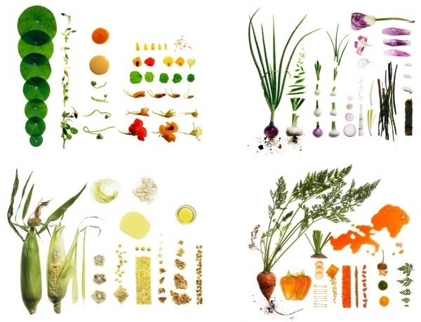 food photography maren caruso 1 #photography #food #conceptual #ingredients