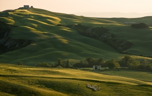 toscane-schafsherde.jpg (950×603) #jens #sheep #toscana #fersterra