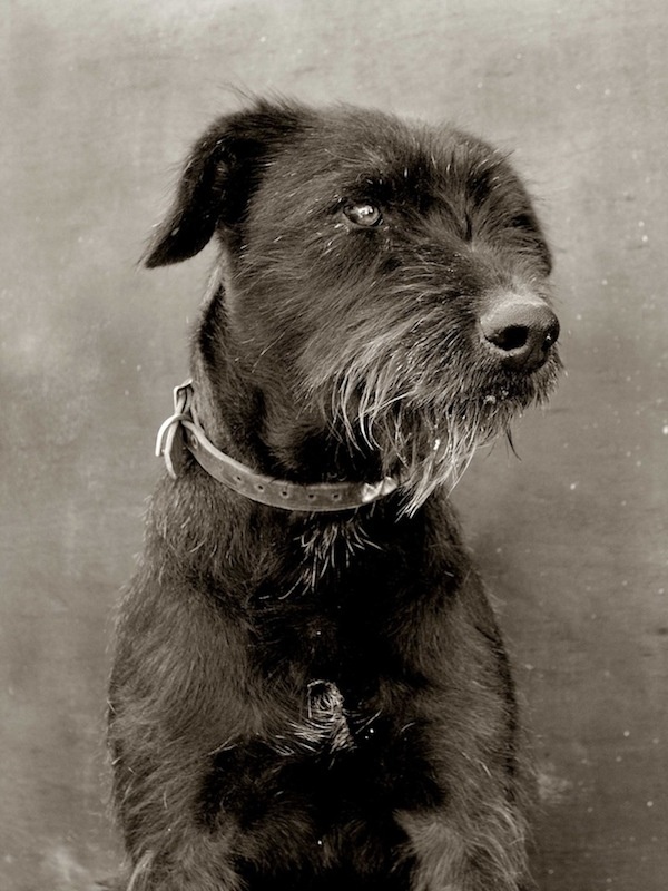 Street Dogs by Traer Scott #inspiration #photography #animals