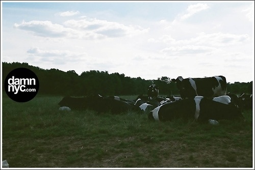 damn nyc - pictures #analog #damnnyc #damn #canon #philli #cows #photography #nyc