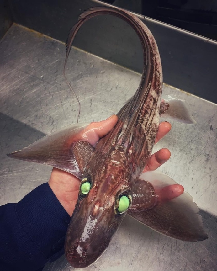 Russian Deep-Sea Fisherman Roman Fedortsov Photographs His Terrifying Catches