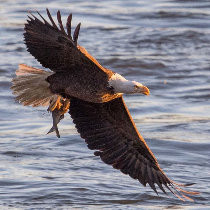 #birdfreaks: Striking Bird Photography by Adam Berry