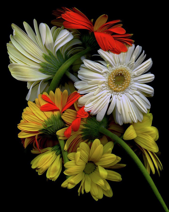 daisy painting & daisy paint by number #painting