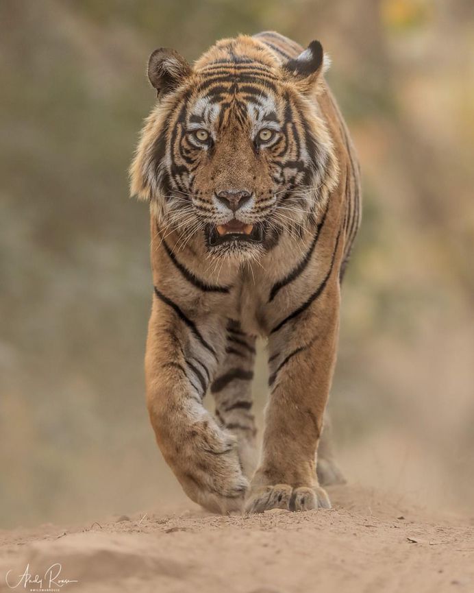 Spectacular Wildlife Animals Portraits by Andy Rouse