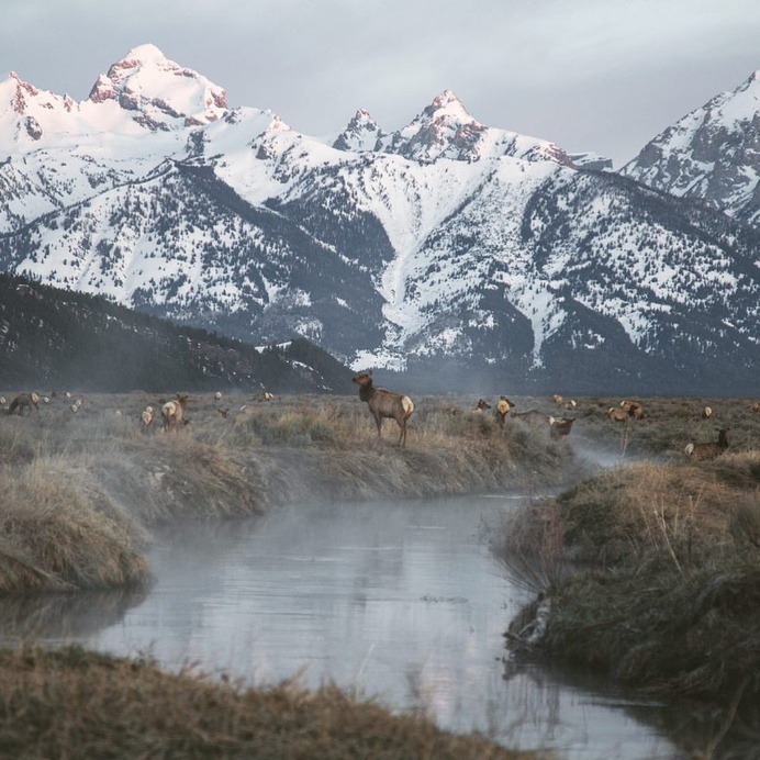 Amazing Wild Animals in Grand Teton National Park by Nick Sulzer