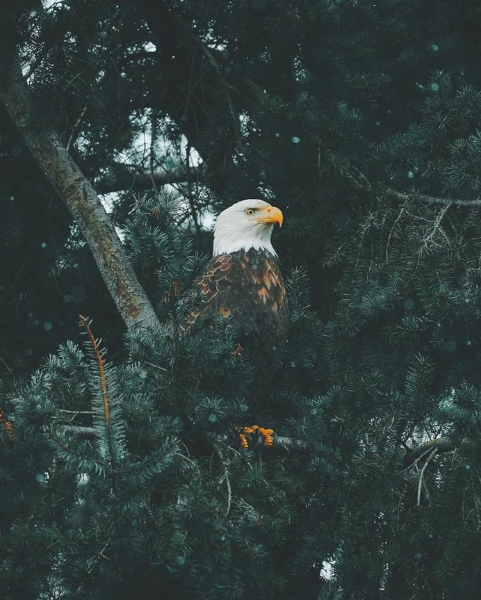 Outstanding Wildlife and Adventure Photography by Charly Savely