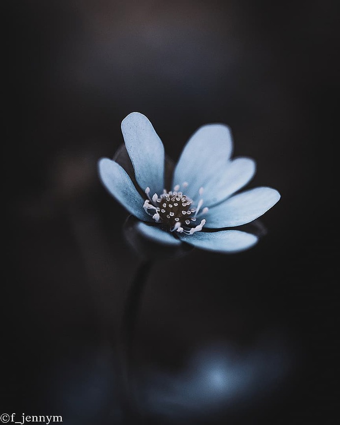 Flowers of Sweden: Beautiful Flowers Pictures by Jenny Mårtensson