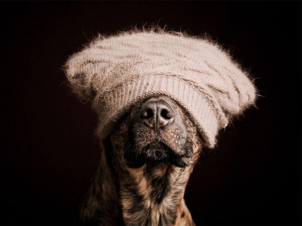 Cute and Funny Dog Poses by Elke Vogelsang #dogs #Animals #photography #cute