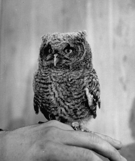 tumblr_m2ackqclHK1qb9akzo1_1280.jpg (799×950) #owl